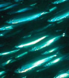 a school of herring
